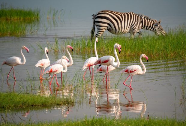 Lesser Pink Flamingos and Zebra are Grazing in the Lake in Ngorongoro Conservation Area in Tanzania, Africa.