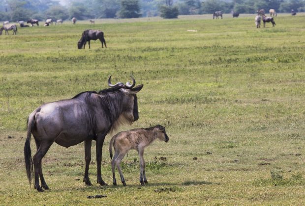 A Wildebeest mother and newly born calf, Ngorongoro Crater, Tanzania.