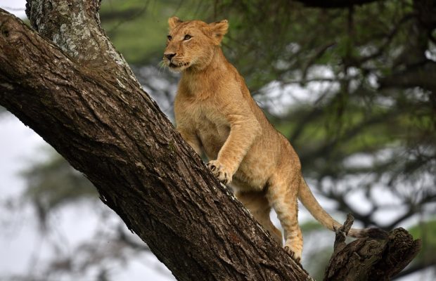 African lion resting in tree in natural park, Serengeti