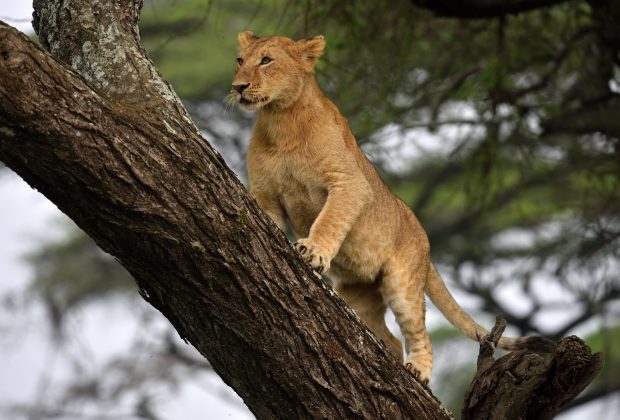 African lion resting in tree in natural park, Serengeti