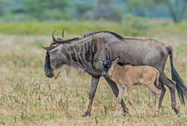 ngorongoro tz