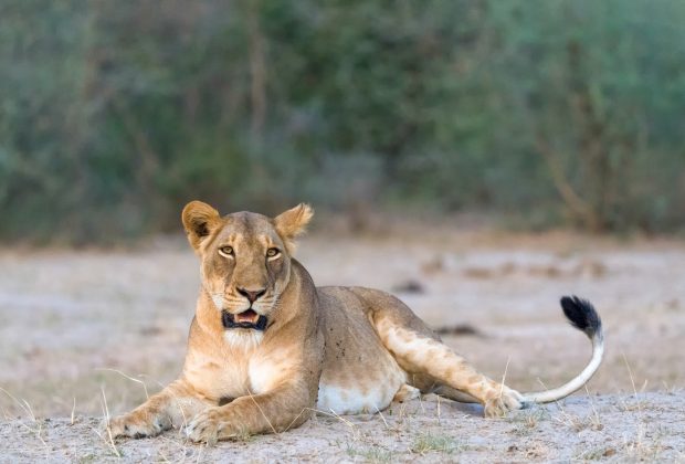 wild lions in Africa