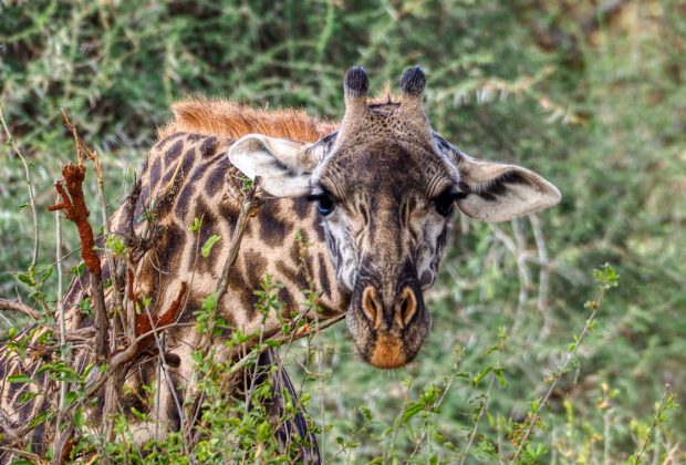 tarangire girraffe